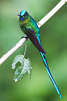 Andessylfe, Aglaiocercus kingii, austsida av Andes, Ecuador Foto: Joseph C Boone