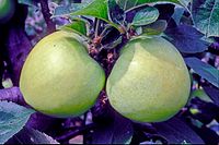 Lord Suffield on tree, National Fruit Collection (acc. 2000-063) .jpg