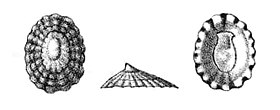 Ilustração da concha de L. subrugosa em vista superior (esquerda), lateral (centro) e inferior (direita); retirada de Manual of Conchology, Structural and Systematic (1891). Em ambientes abrigados das ondas, os indivíduos são mais achatados do que em ambientes expostos.[1]