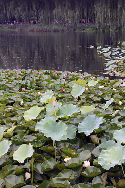 File:Lotus field.jpg