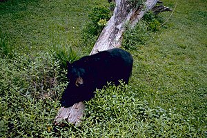 Image of Louisiana black bear in brush