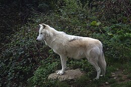 Makenzinis tundros vilkas (Canis lupus mackenzii)