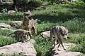 * Nomination Deux loups (Canis lupus lupus) adultes et un louveteau au parc animalier de Sainte-Croix. --Musicaline 15:39, 22 October 2021 (UTC) * Promotion  Support Good quality. --Halavar 16:05, 22 October 2021 (UTC)