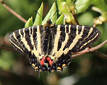 Luehdorfia japonica на рододендроне farrerae.jpg