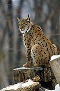 ...est un cousin du lynx boréal (ici, en Allemagne), mais ils font partie de deux espèces différentes.