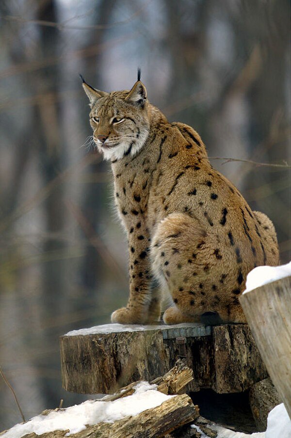 Eurasian lynx