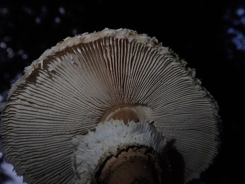 File:Macrolepiota procera 100365995.jpg