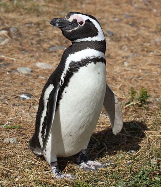 File:Magellanic Penguin (5540848973).jpg