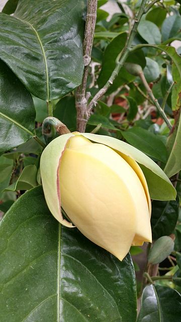 Magnolia liliifera