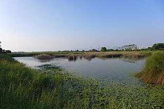 <span class="mw-page-title-main">Mai Po Marshes</span> Nature reserve in Hong Kong