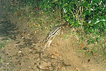 Malagasy Striped Civet (Fossa fossana) (3442061760).jpg