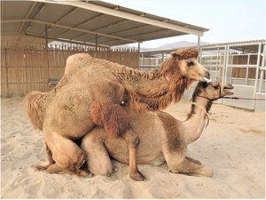 Hybrid Camel