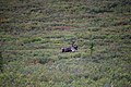Male caribou making his way through Denali - panoramio.jpg