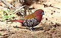 Male pink-throated twinspot 2014 10 19 0374.jpg