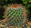 Thumbnail for Mammillaria spinosissima