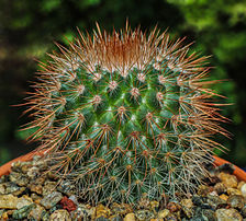Mammillaria spinosissima, une des nombreuses espèces de cactées du genre Mammillaria. (définition réelle 4 016 × 3 618)