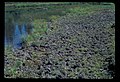 Many elk tracks at Clover Lake shore. 101981. slide (8a019393ca554a119952cfaea0dc3ecb).jpg