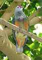 Mariana Fruit-dove2.jpg