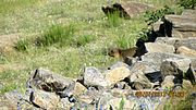 Marmot - Found in wild in Ladakh.jpg