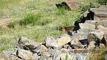 Marmot - Found in wild in Ladakh.jpg