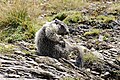 * Nomination Juvenile Alpine marmot (Marmota marmota) scratching itself --Uoaei1 04:28, 12 September 2022 (UTC) * Promotion  Support Good quality -- Johann Jaritz 04:39, 12 September 2022 (UTC)