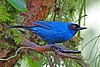 Masked Flowerpiercer 2.jpg