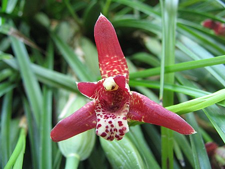 Maxillaria tenuifolia