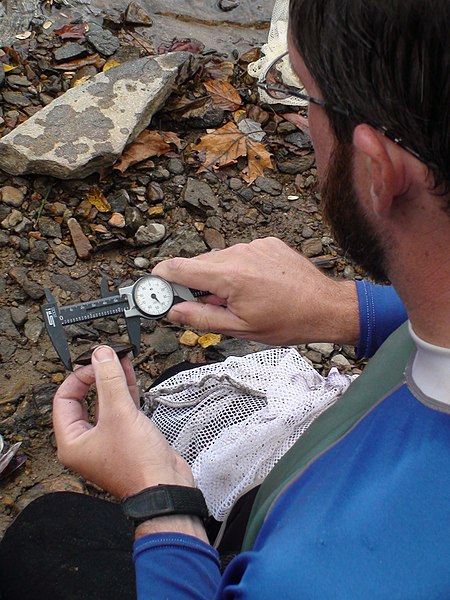 File:Measuring a mussel (5515425470).jpg