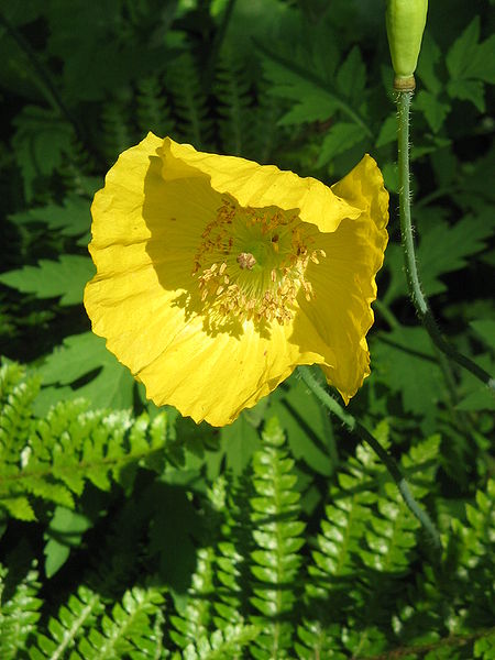 File:Meconopsis cambrica01.jpg