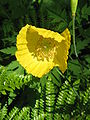 Papaver cambricum