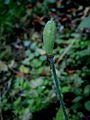 Papaver cambricum fruit