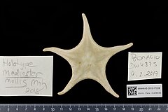 File:Mediaster mollis (MNHN-IE-2013-17228) 01.jpg (Category:Echinodermata in the Muséum national d'histoire naturelle)