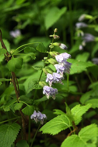 File:Meehania urticifolia.JPG