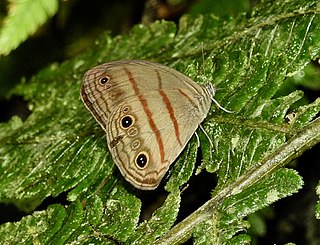 <i>Megeuptychia</i> Genus of butterflies