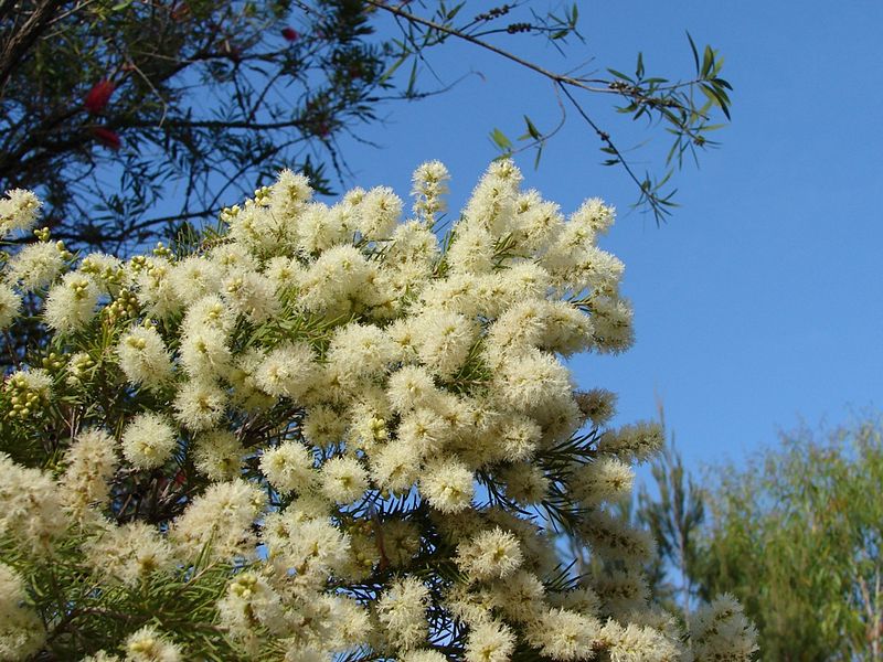 File:Melaleuca decora - Decorative Paperbark.jpg