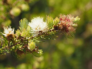 <i>Melaleuca urceolaris</i> Species of shrub
