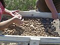 Two members of the Southwest Archaeology Team sort thru the matrix remaining after sifting was finishing. One holds in her left hand small artifacts which have been recovered using this process.