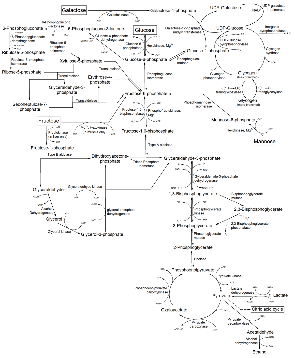 Metabolism - Wikipedia