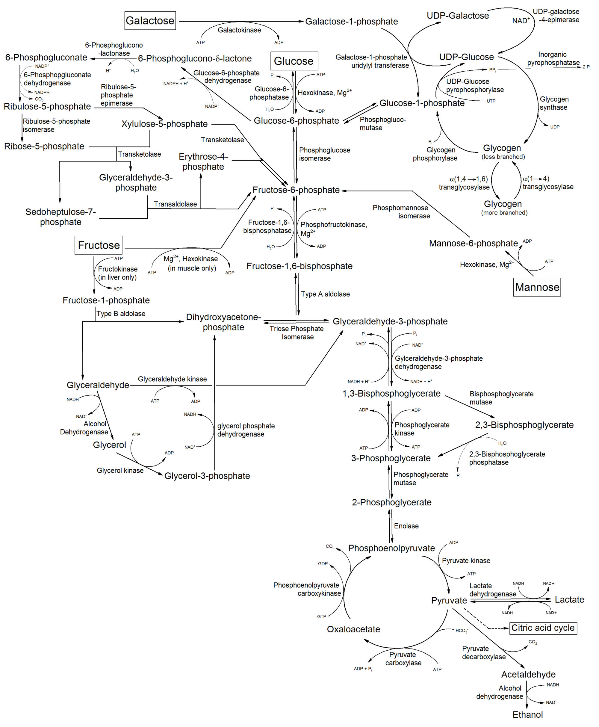 Metabolism of common monosaccharides, and related reactions.png