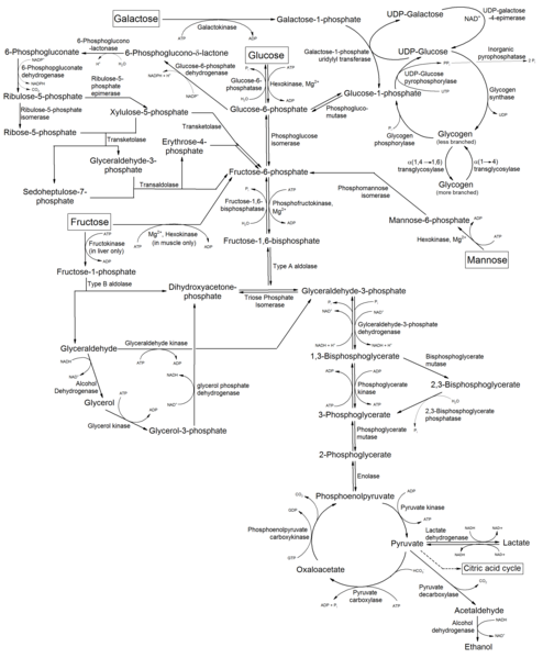 File:Metabolism of common monosaccharides, and related reactions.png