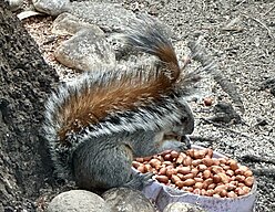 Mexican gray squirrel in Mexico City, Mexico, December 2023