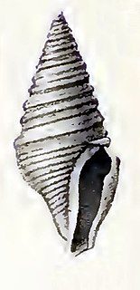 <i>Microdrillia circumvertens</i> Species of gastropod