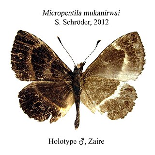 <i>Micropentila</i> Butterfly genus in family Lycaenidae