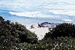 Thumbnail for File:Middle Rocks fishing Fraser Island Queensland August 1986 IMG 0002.jpg