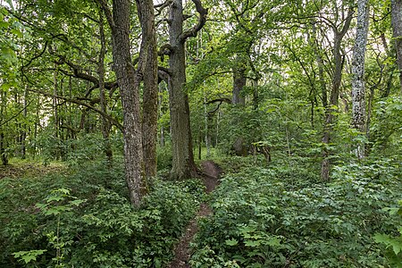 Mischwald am Schlossbergsattel