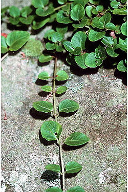 Mitchella repens