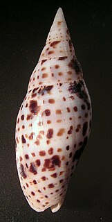 <i>Quasimitra cardinalis</i> Species of gastropod