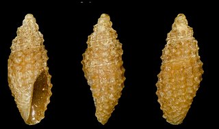 <i>Mitromorpha aspera</i> Species of gastropod