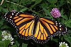 Shtat hasharoti (inglizcha: monarch butterfly)