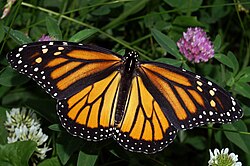 lote de 10 alas de mariposa monarca Danaus plexippus al por mayor